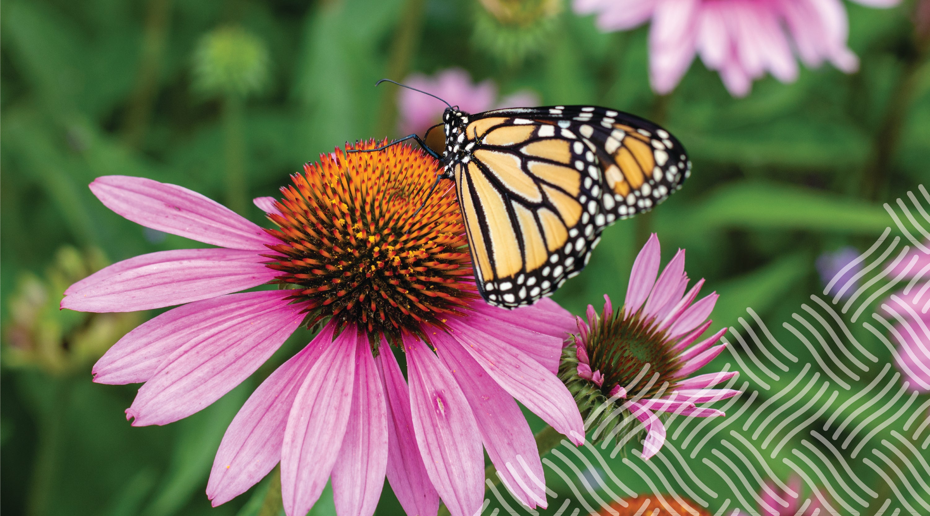 Pollinator Gardens: Why They Matter and How to Start One – Gardien ...