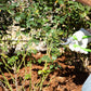 rose bush pruning dead heading bushes