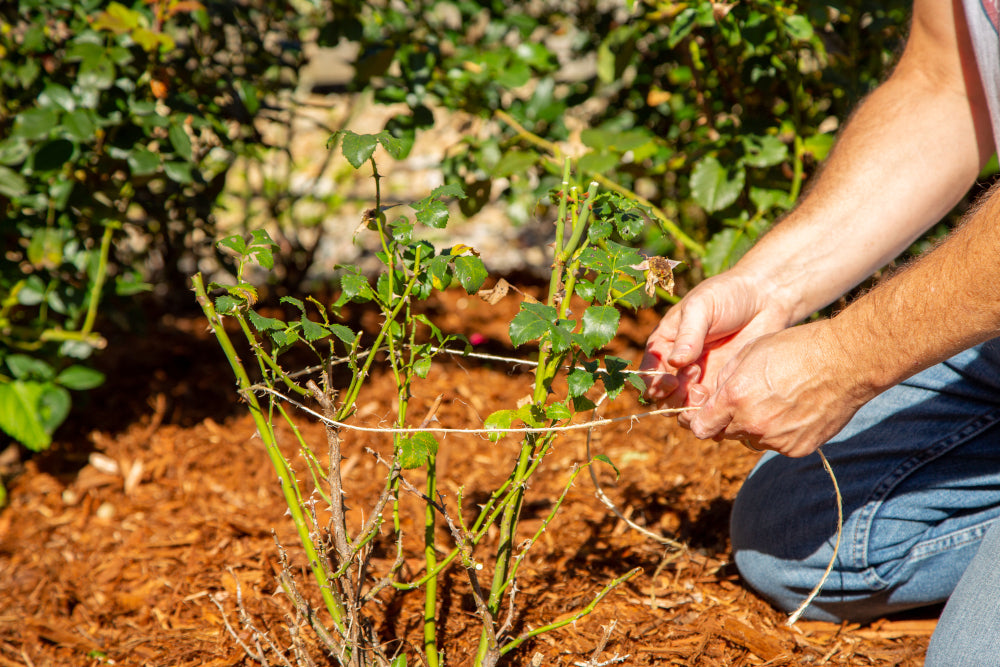 tying string around rose bushes during fall