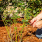 tying rose bush back for winter prep