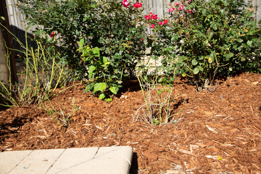 rose bush ready for rose cone