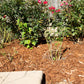 20" Maximum Plant Protector